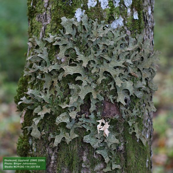 Lunglav (Lobaria pulmonaria)