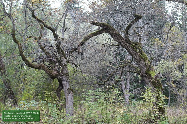 Mossa på träd i gammal vildväxt allé