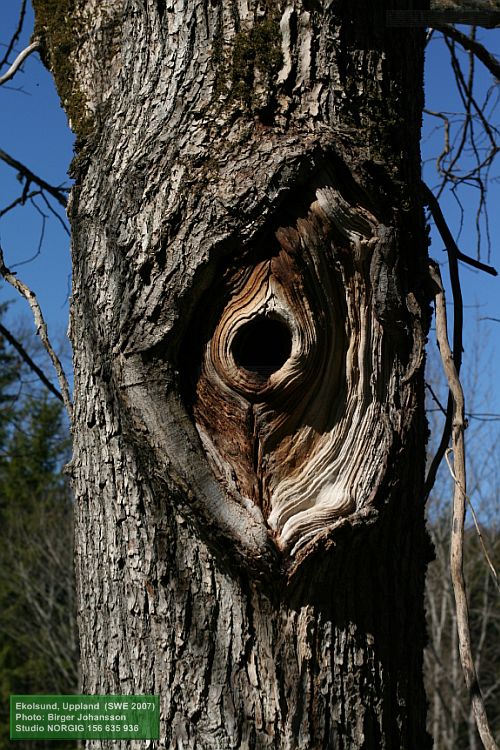 Hålträd