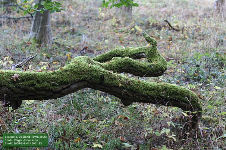 Mossbeväxt gren på marken