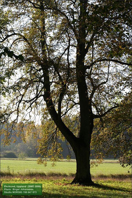Alléträd Ekolsund