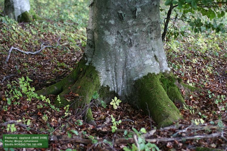 Mossa på bokrötter (Fagus sylvatica)