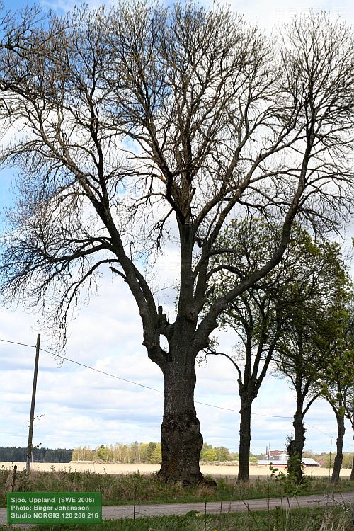 Stor ask (Fraxinus excelsior) i allé