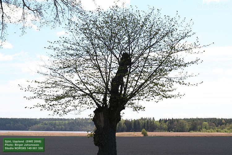 Hamlad lind i allé