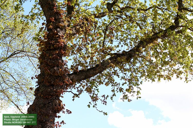 Lönn (Acer platanoides) med lönnlöv