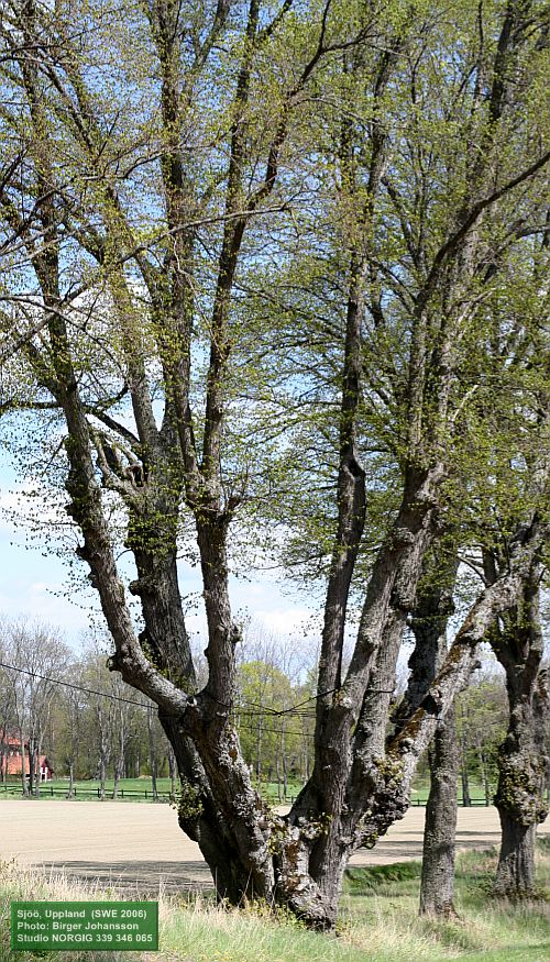 Parklind