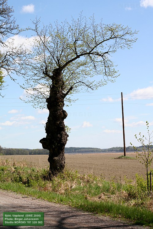 Hamlad parklind (Tilia europaea)