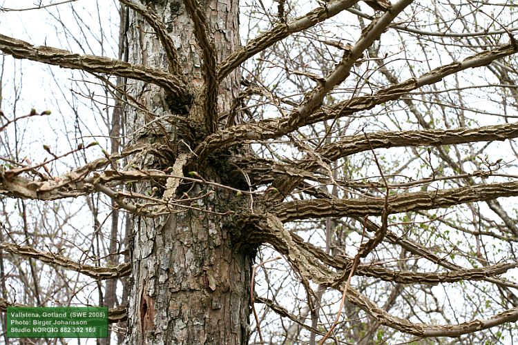 Lundalm med korklister (Ulmus minor var. suberosa)