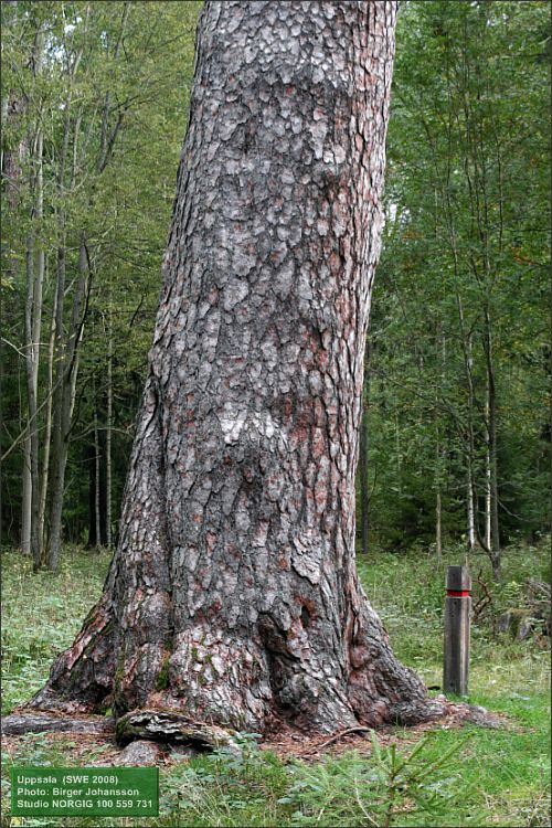 Jättetall (Pinus sylvestris)