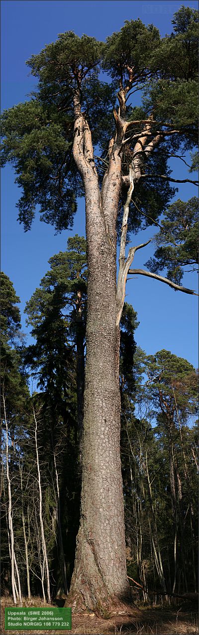 Krontallen