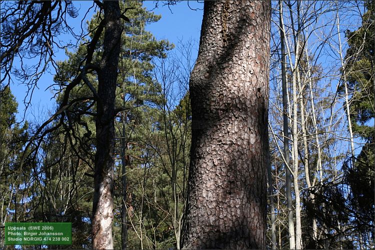 Jättetall (Pinus sylvestris)