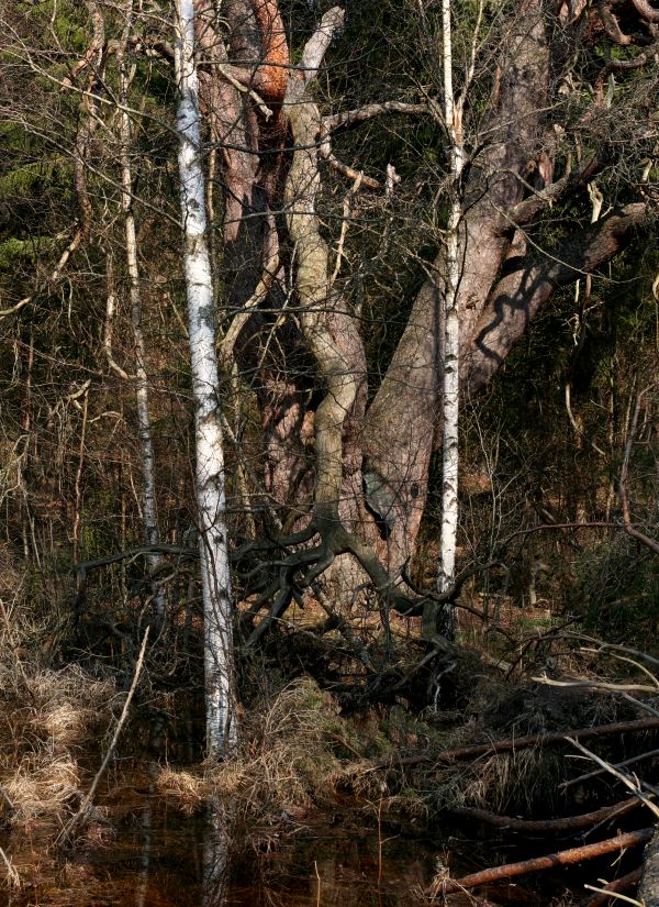 Jättetallen i Kvillsfors