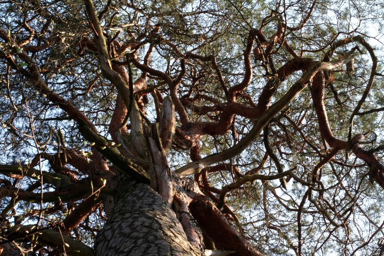 Tallkrona på jättetall i Kvillsfors