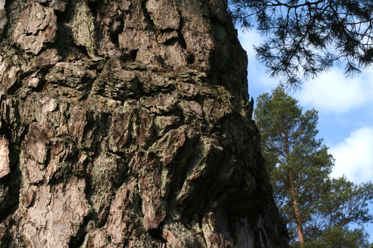 Jättetall vid Bottnaryd