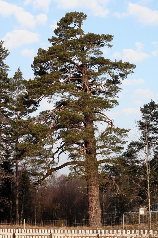 Ullebotallen
