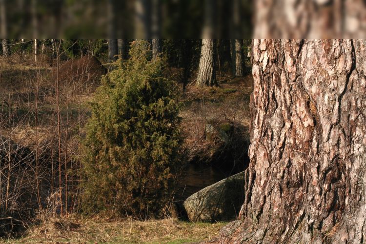 Ullebotallen vid bäcken