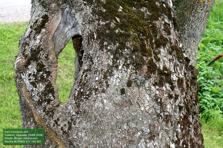 Lavar på Linnés ask (Fraxinus excelsior)