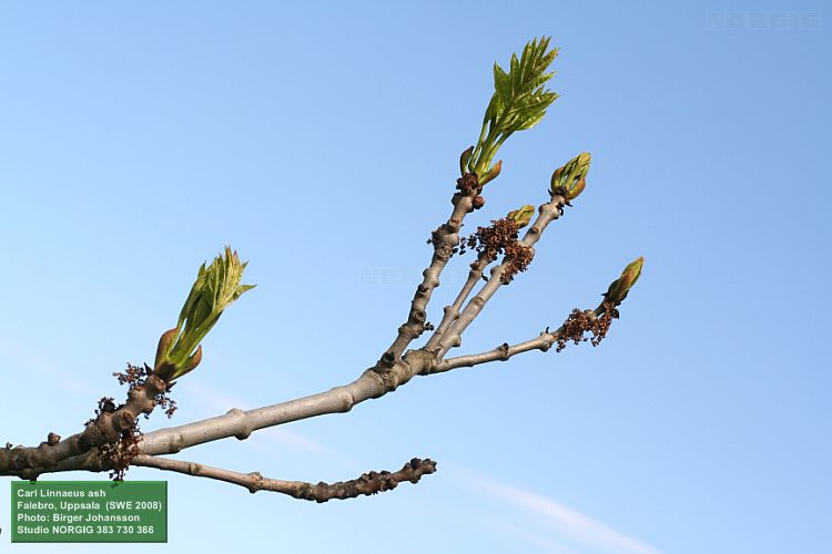Lövsprickning på ask (Fraxinus excelsior)