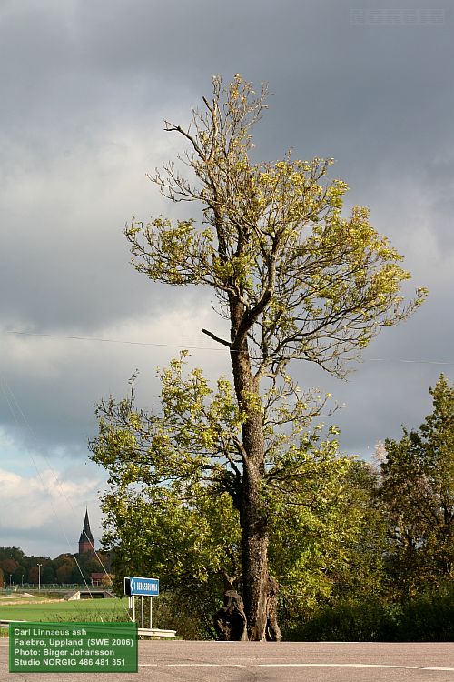 Falebro ask (Fraxinus excelsior)