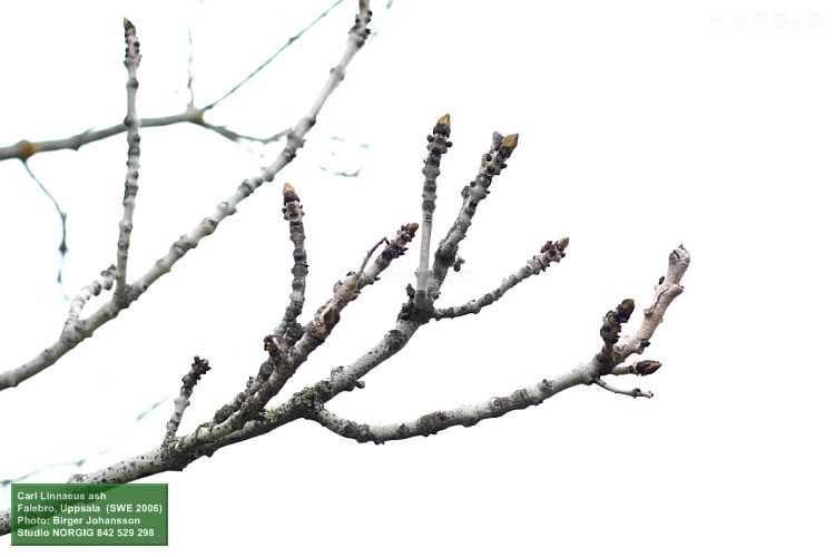 Knoppar på ask (Fraxinus excelsior)