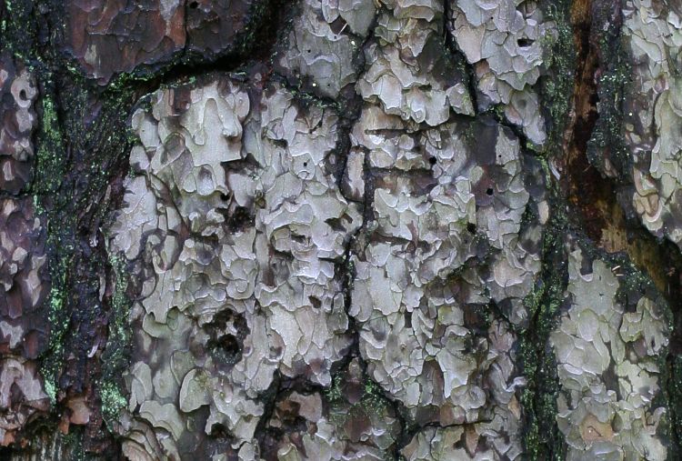 Tallbark (Pinus sylvestris)