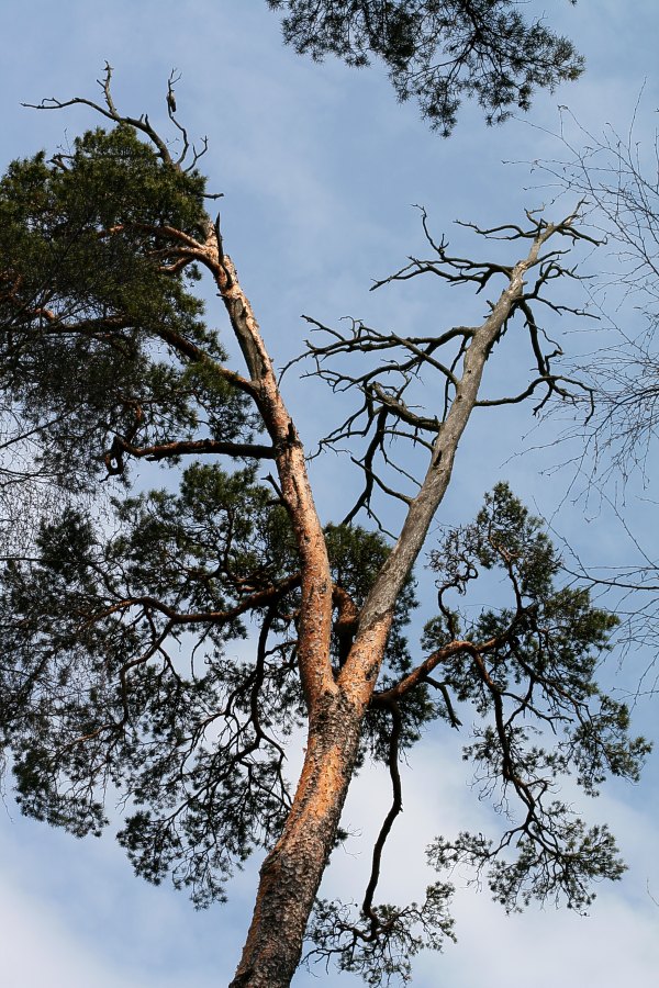 Tvådelad krona på gammal tall (Pinus sylvestris)