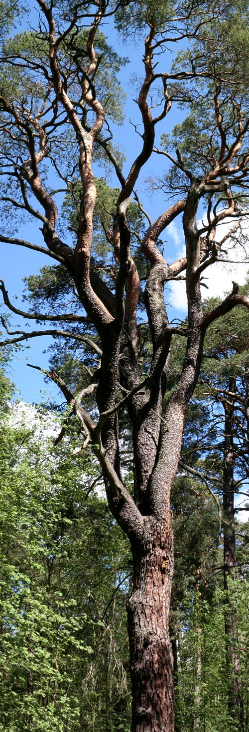 Jättetall (Pinus sylvestris)