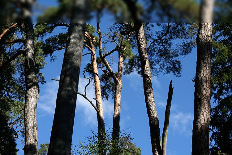 Gamla tallar i Kronparken i Uppsala