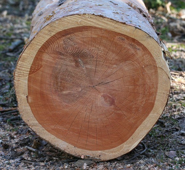 Årsringar och kärnved i gammal tall (Pinus sylvestris)