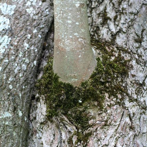 Linnés ask i närbild
