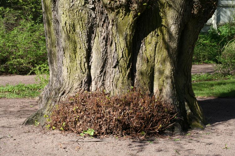 Rotskott vid foten av gammal lind (Tilia vulgaris)