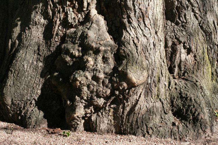 En stor fot till en parklind (Tilia vulgaris) i Uppsala