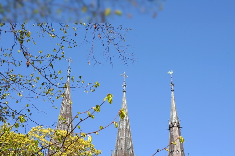 Uppsala Domkyrkas torn bakom den skytteanska lindens grenverk