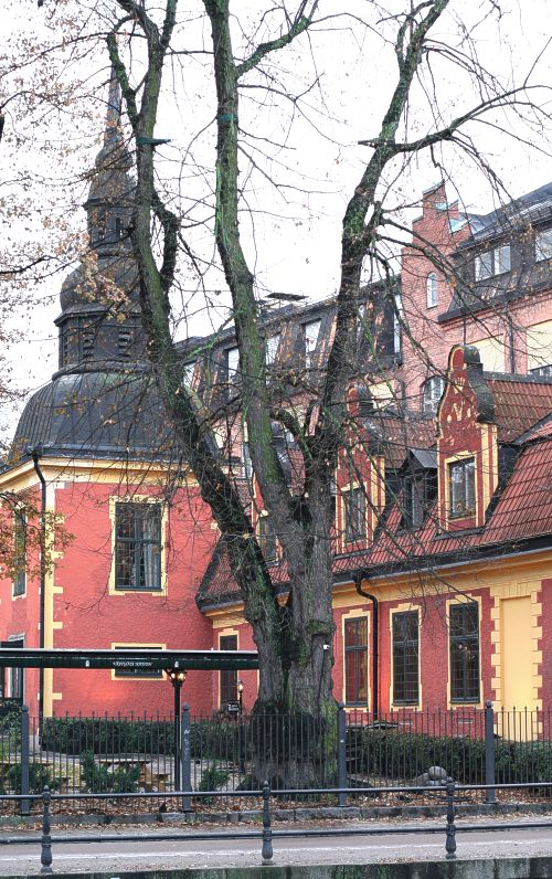 Parklind vid Västgöta nation i Uppsala