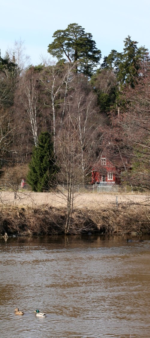 Gammal tall (Pinus sylvestris) på Kronåsen, Uppsalaåsen med gräsänder i Fyrisån