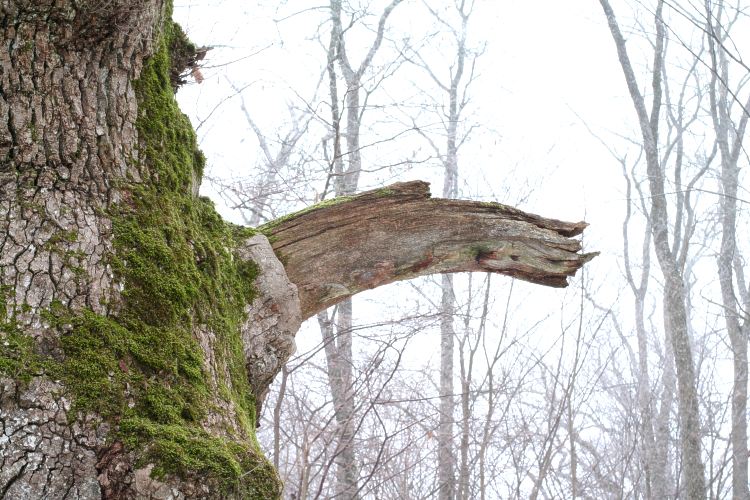 Trollträd, en gammal ek (Quercus robur) Uppsala