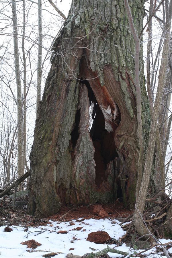 Jätteek, en ihålig ek (Quercus robur), Vårdsätra Uppsala