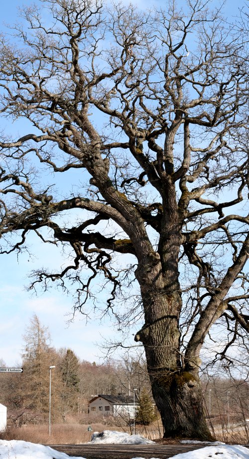 Jätteek (Quercus robur) i Vårdsätra, Ekolsnäs Uppsala (vägek)