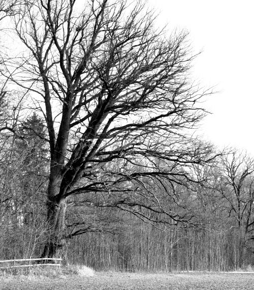 Jätteek, Quercus robur vid Vårdsätra naturreservat, strandek