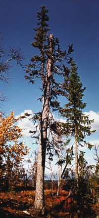 Sveriges äldsta granträd