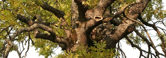 Ash tree (Fraxinus excelsior)