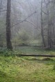 Skog i dimma