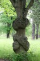 Parklind (Tilia vulgaris) i Uppsala