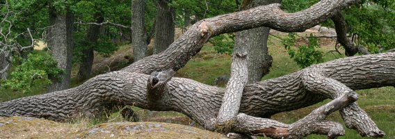 Fallen ek (Fallen oak)