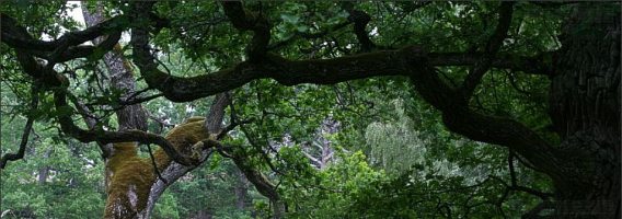 Eklandskap (Oak landscape)