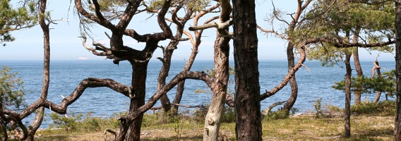 Tallar vid havet (Pines by the sea)