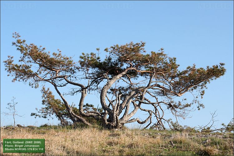 Tall (Pinus sylvestris) vid strand