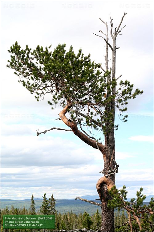 Tall (Pinus sylvestris) vid Fulufjället