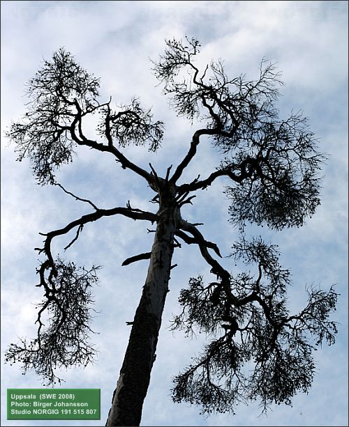 Tallkrona (Pinus sylvestris)