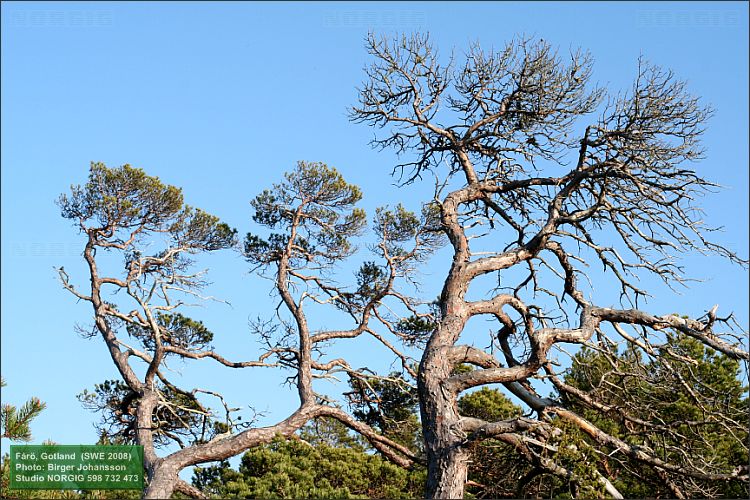 Tallar (Pinus sylvestris)